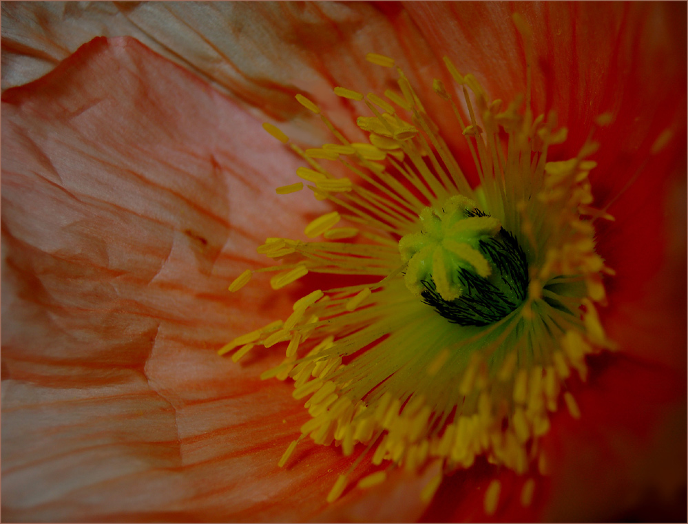 Mohn III