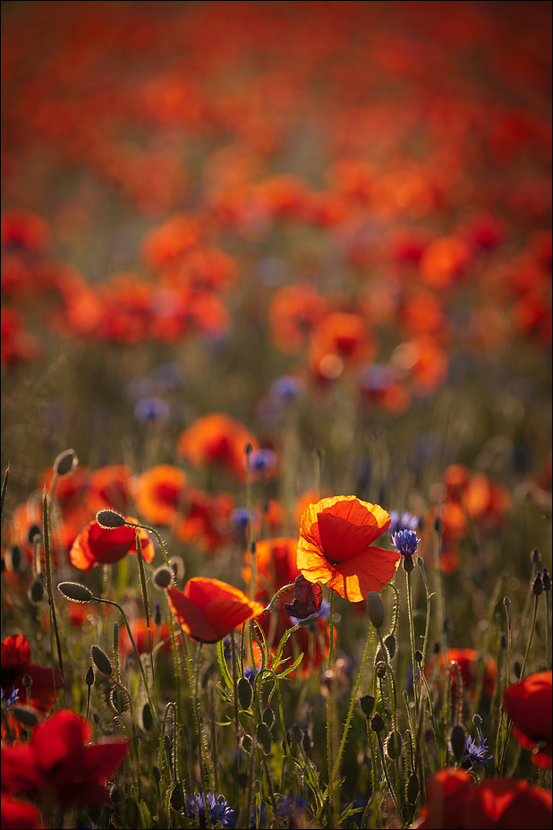 Mohn III.