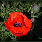 Mohn III