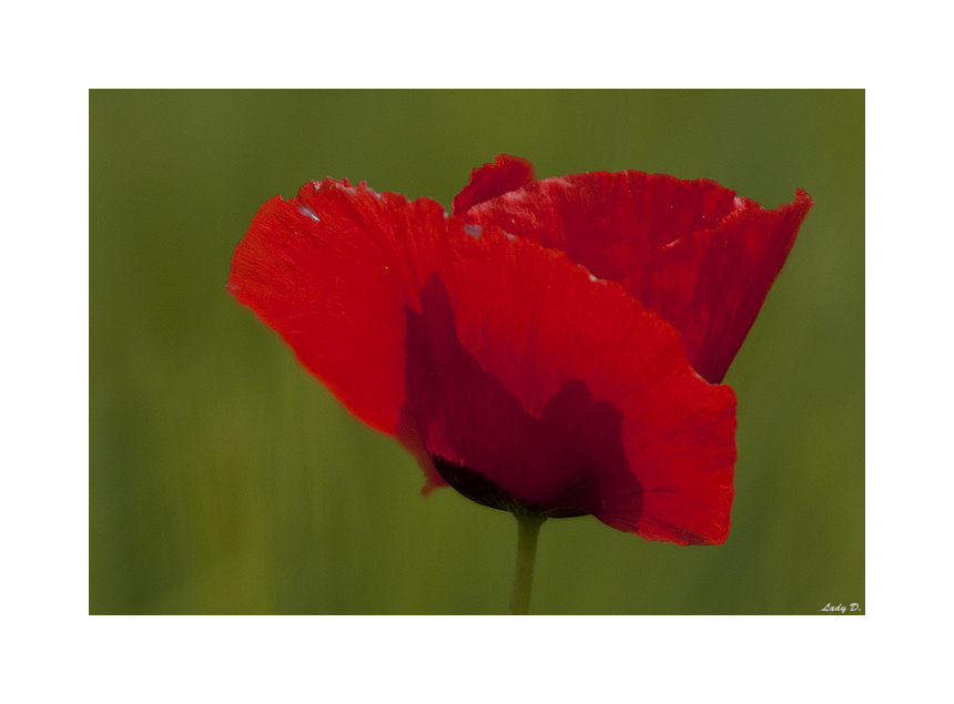 Mohn... III