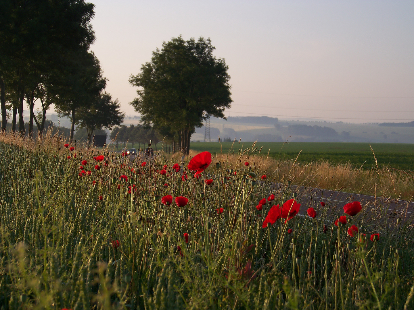 Mohn III