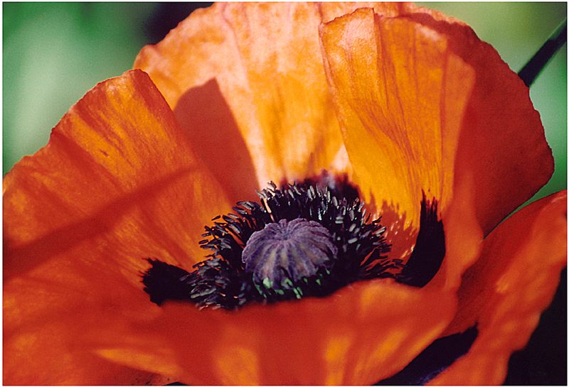 Mohn III