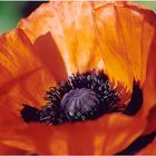 Mohn III