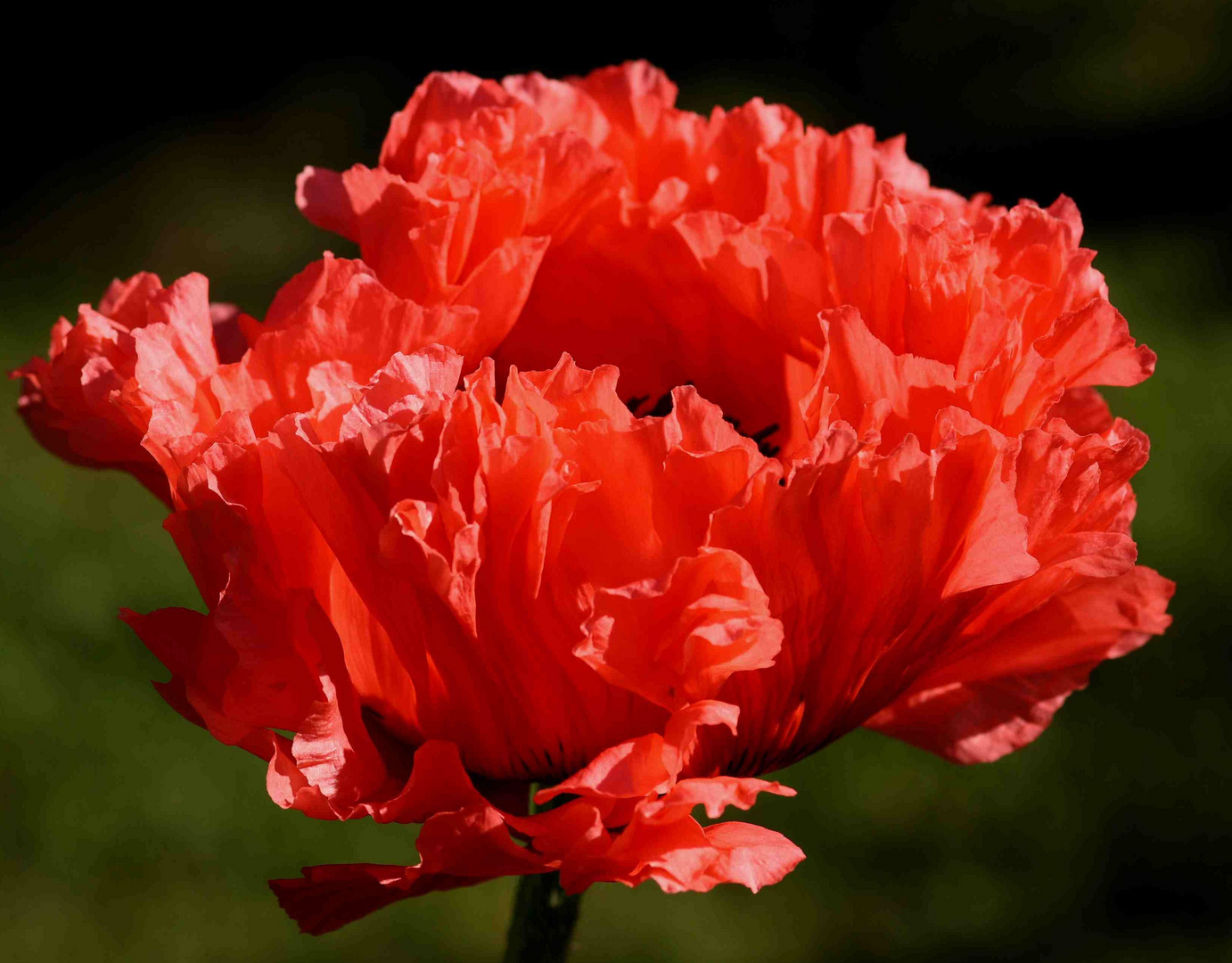 Mohn III