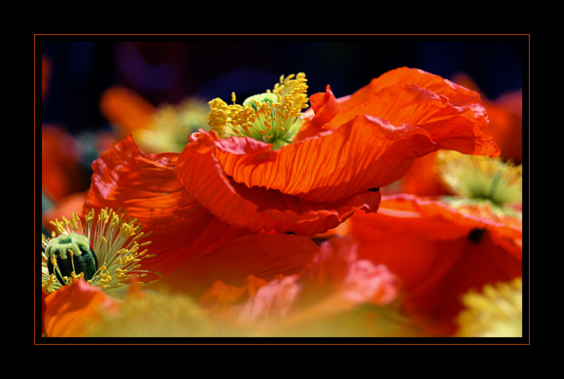 * Mohn III *