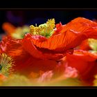 * Mohn III *