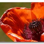 Mohn III