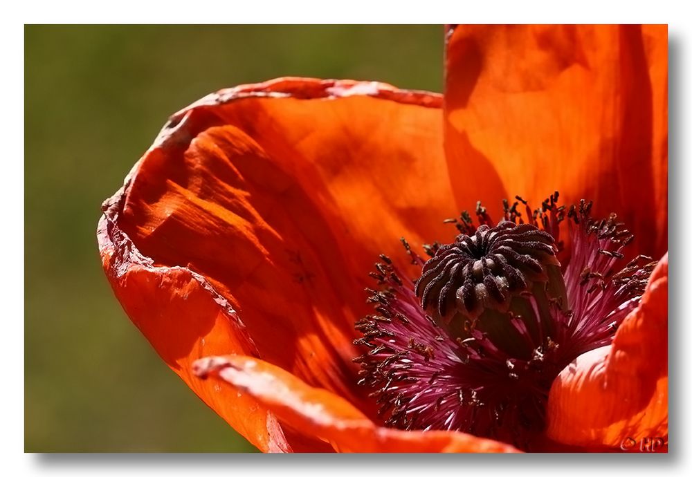 Mohn III