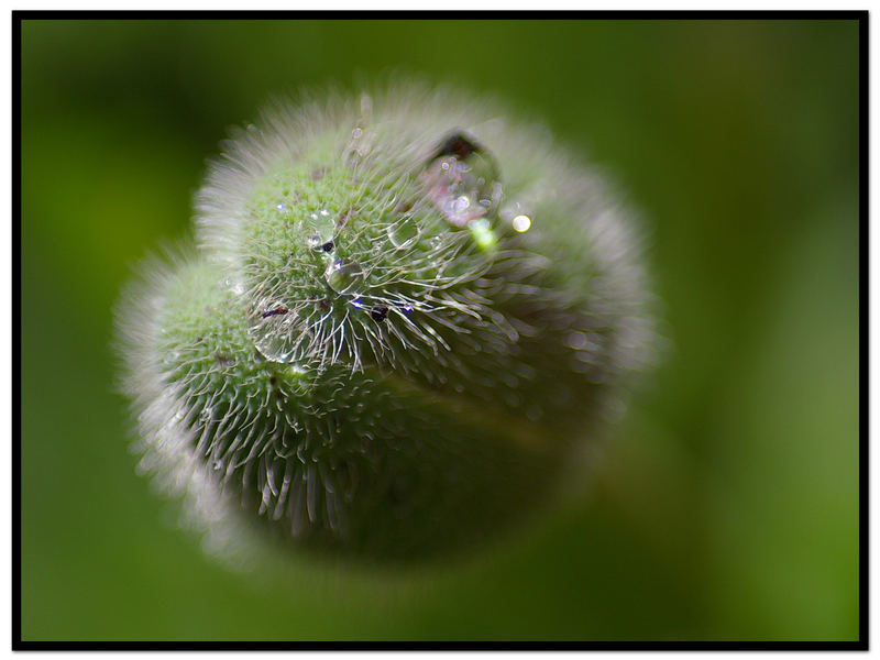 MOHN III