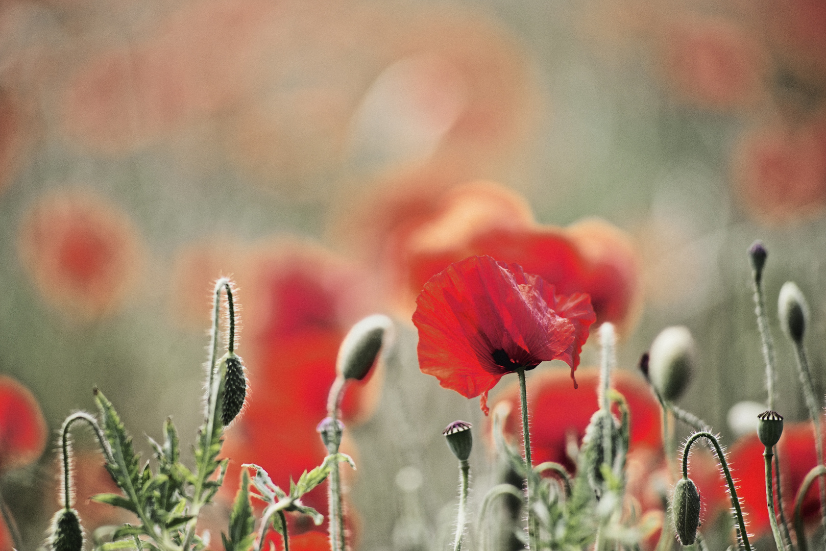 Mohn III