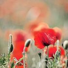 Mohn III