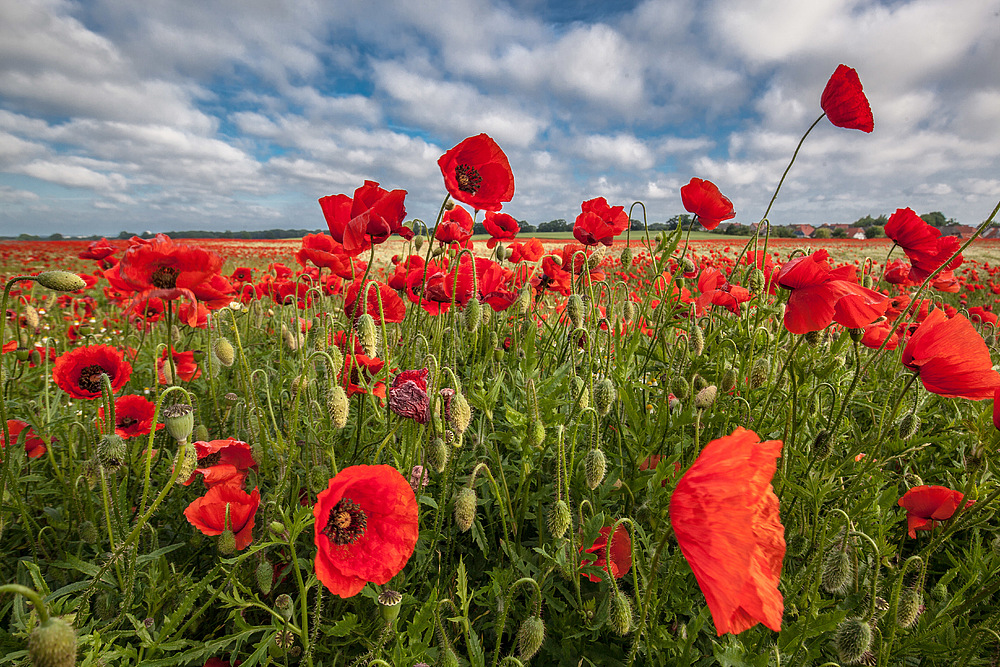 Mohn III