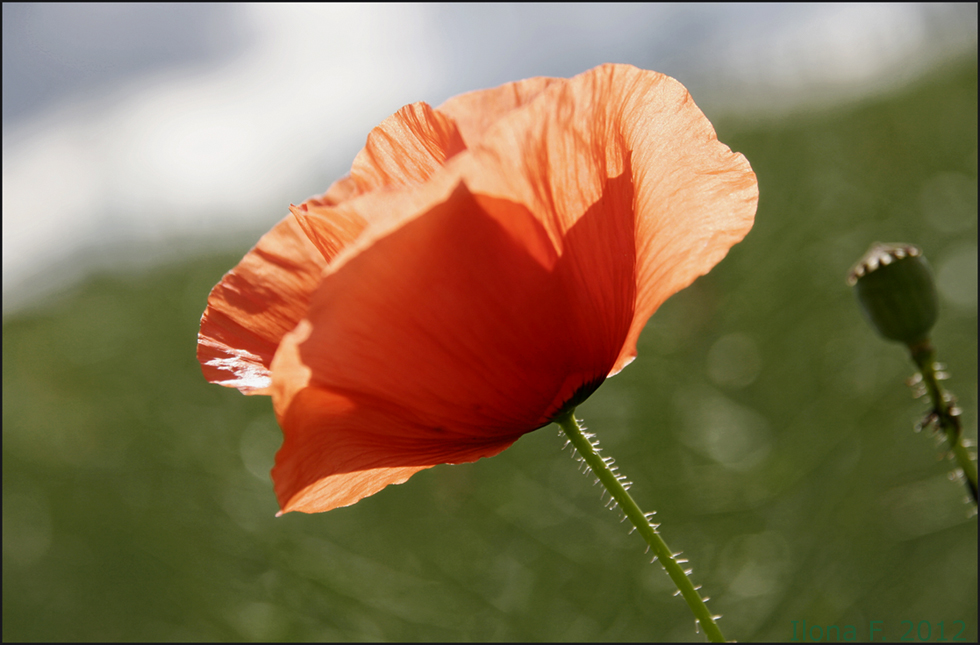 Mohn III