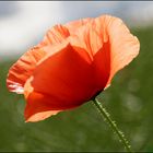 Mohn III