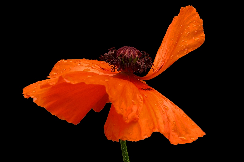 Mohn III