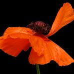 Mohn III