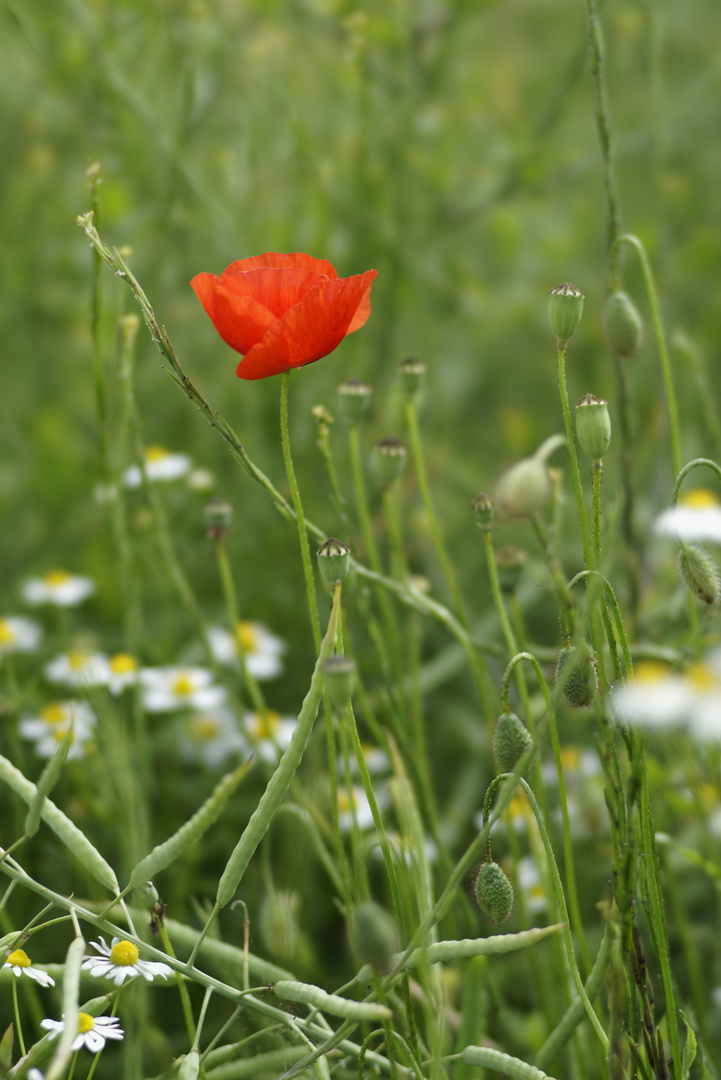 Mohn III