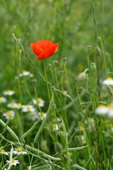 Mohn III