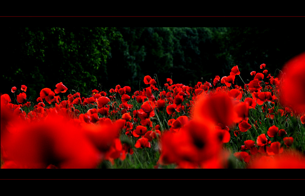 Mohn III