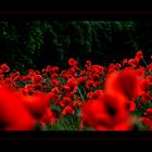 Mohn III