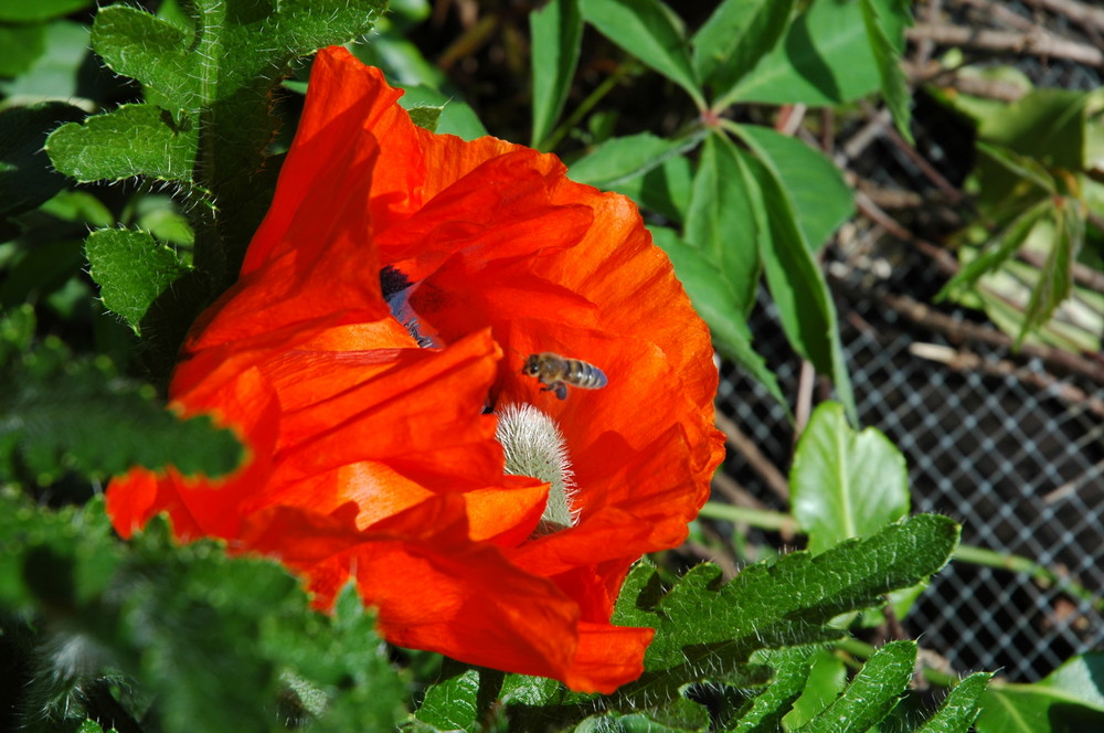 Mohn III mit Landeanflug