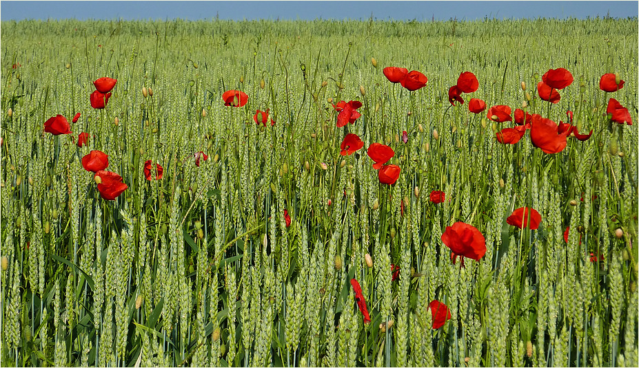 Mohn im