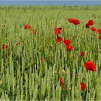 Mohn im