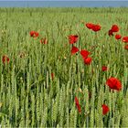 Mohn im