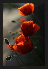 Mohn im abendlichen Gegenlicht