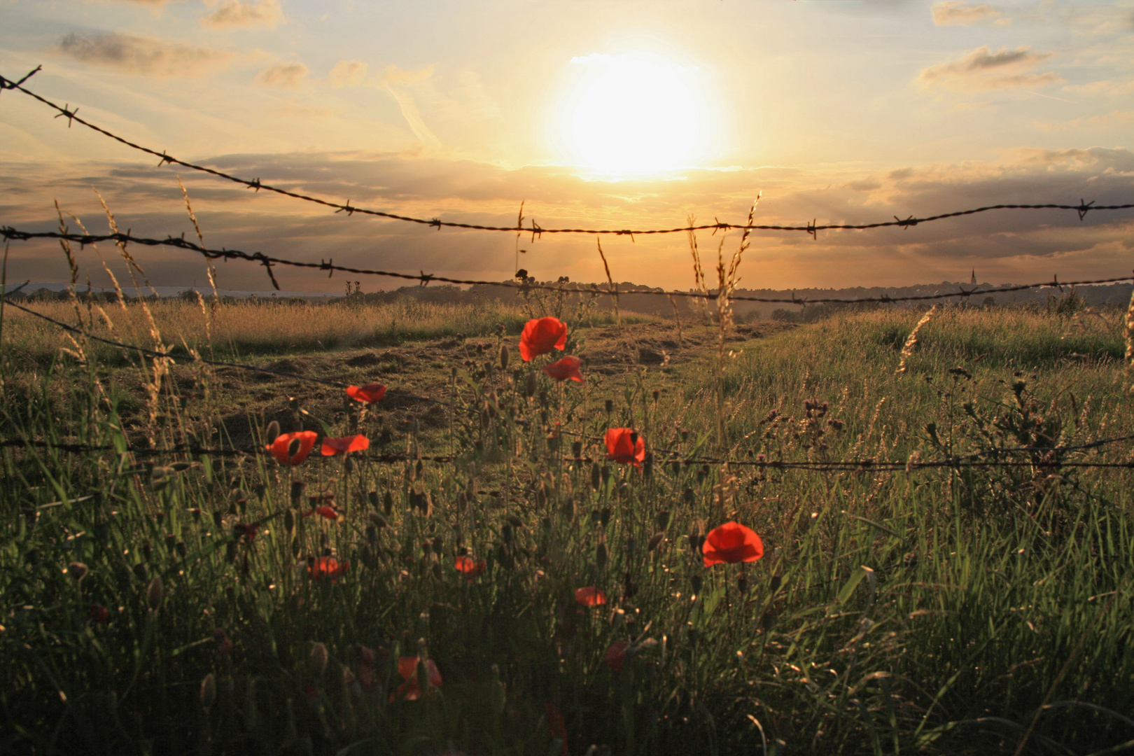 Mohn im Abendlicht