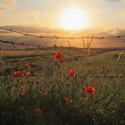 Mohn im Abendlicht