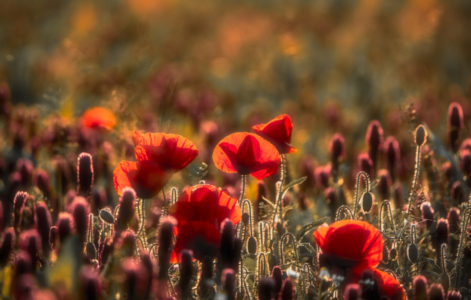 Mohn im Abendlicht 