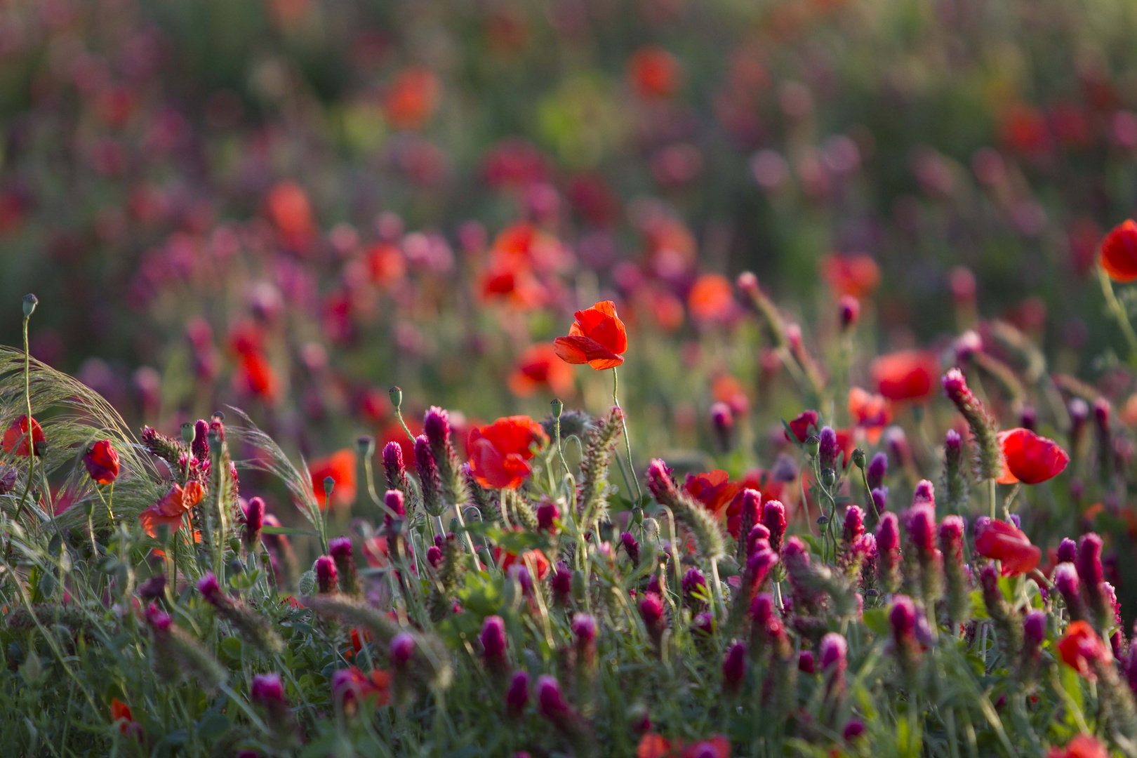 mOHN iM aBENDlICHT