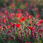 mOHN iM aBENDlICHT