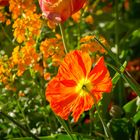 Mohn im Abendlicht