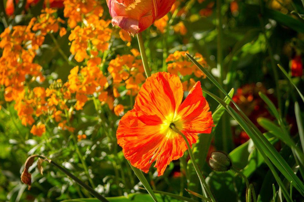 Mohn im Abendlicht