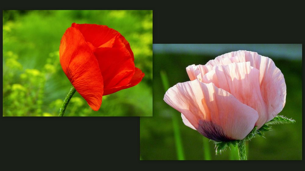 Mohn im Abendlicht