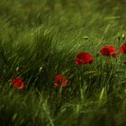 Mohn im Abendlicht