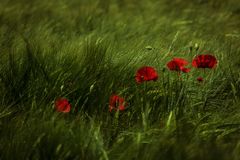 Mohn im Abendlicht