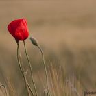 Mohn im Abendlicht 2