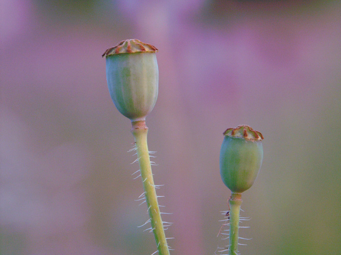 Mohn im Abendlicht