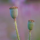 Mohn im Abendlicht