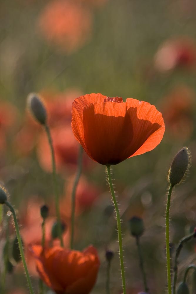 Mohn im Abendlicht