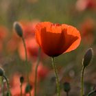 Mohn im Abendlicht