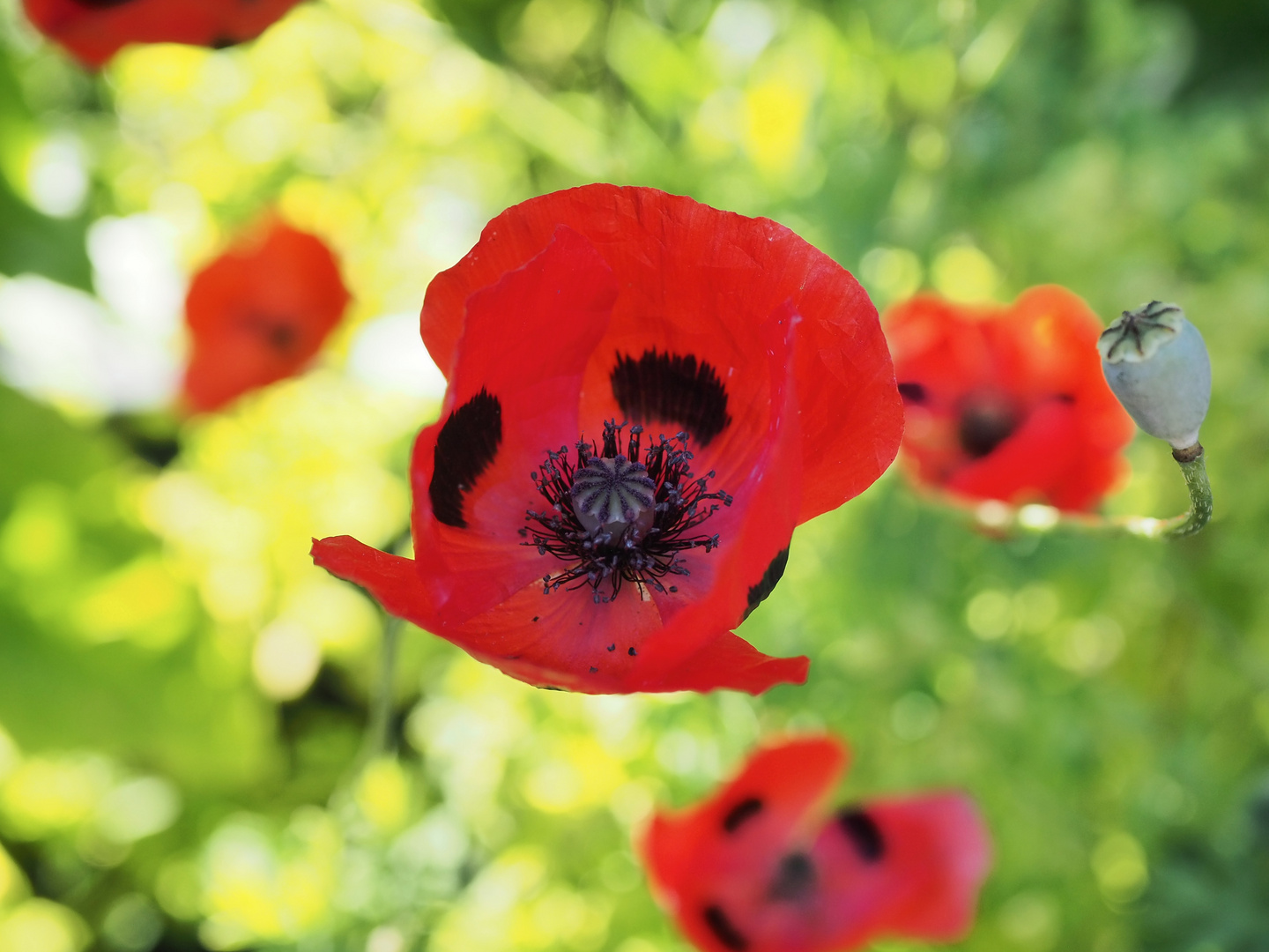 Mohn im Abendlicht