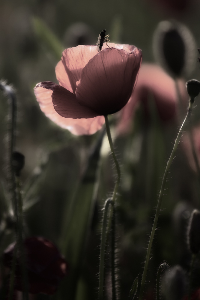 ~ Mohn im Abendlicht ~