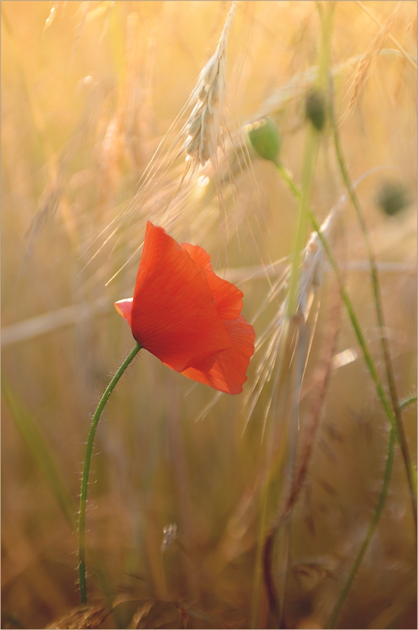 mohn im abendlicht...