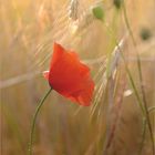 mohn im abendlicht...