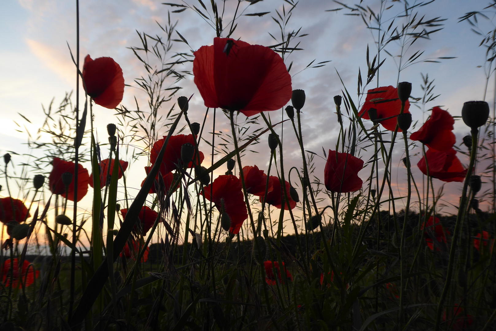 Mohn im Abendlicht