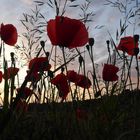 Mohn im Abendlicht